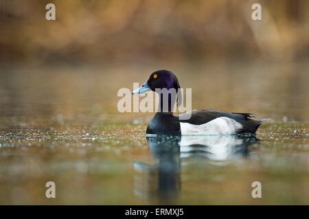 Moretta (Aythya fuligula), Drake, il Lago di Lucerna, il cantone di Lucerna, Svizzera Foto Stock