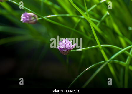 Fiori di erba cipollina apertura nella luce del sole. Foto Stock
