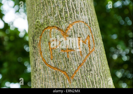 Scolpite le iniziali lettera di amanti sulla struttura ad albero Foto Stock