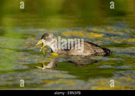 American Coot Fulica americana Tucson, Pinal County, Arizona, Stati Uniti 3 Giugno Rallidae Immature Foto Stock