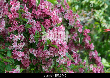 Weigela florida " Foliis Purpureis' . Viola Weigela fioritura Foto Stock