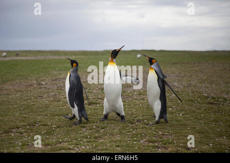 I pinguini Isole Falkland Regno Unito Foto Stock