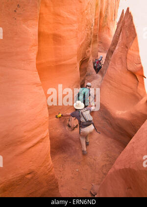 Avventurieri ad esplorare un deserto canyon slot; Hanksville, Utah, Stati Uniti d'America Foto Stock