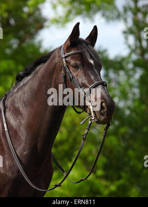 Cavallo Trakehner con il classico briglia su sfondo verde scuro Foto Stock