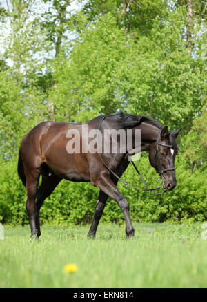 Ritratto di Nizza warmblood marrone passeggiate a cavallo su pascolo Foto Stock