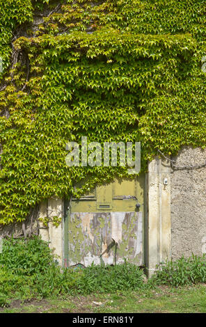 Vegetazione ed edera che cresce su porta della sala vuota vicino a Leeds Yorkshire Regno Unito Foto Stock