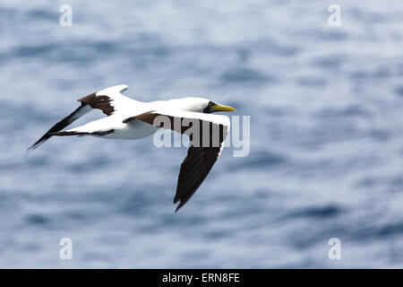 Masked booby (Sula dactylatra) Mare Arabico Foto Stock