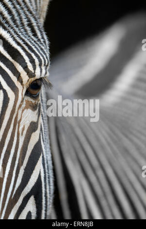 Di Grevy Zebra (Equus grevyi) ritratto, abstract close up, Cabarceno parco naturale, Cantabria, Spagna. Foto Stock