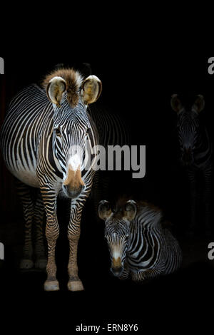 Di Grevy zebre (Equus grevyi) madre in piedi nel buio nella condizione stabile di entrata con un puledro sdraiato, Cabarceno parco naturale, C Foto Stock