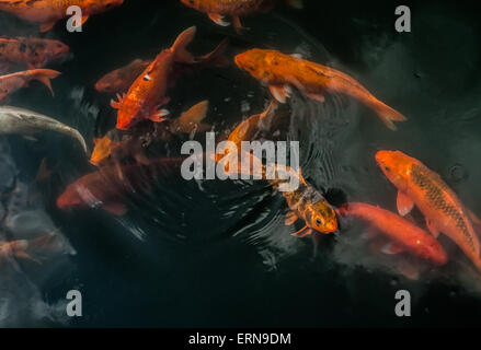 Abbondanza di colorati pesci Koi Foto Stock