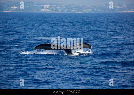 Humpback Whale (Megaptera novaeangliae) coda nelle acque al largo dell'isola di Maui; Maui, Hawaii, Stati Uniti d'America Foto Stock