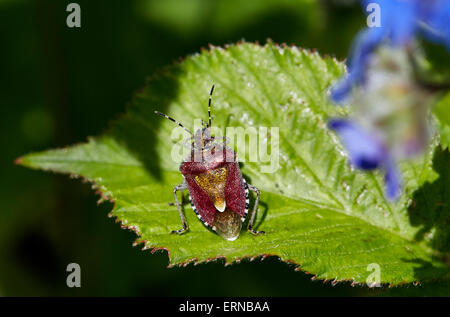 Lo Sloe bug di protezione (Dolycoris baccarum) Fairmile comune, Esher Surrey, Inghilterra. Foto Stock