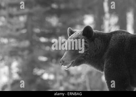 Eurasian l'orso bruno (Ursus arctos arctos), durante l'inverno, Finlandia. Foto Stock