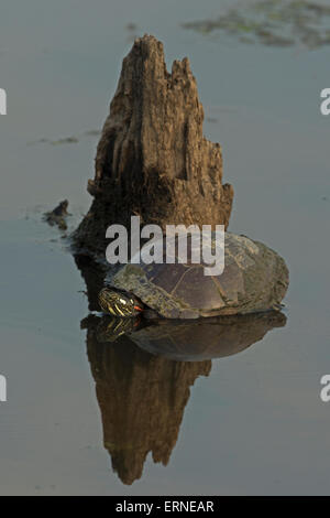 Dipinto orientale tartaruga (Chrysemys picta picta), Virginia Foto Stock