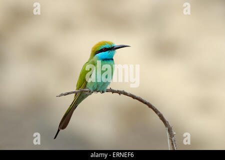 Appollaiato poco verde gruccione in Sharjah emirato di EMIRATI ARABI UNITI Foto Stock