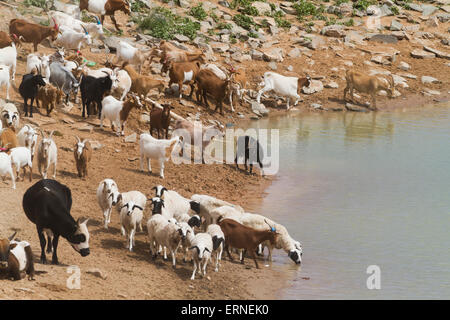 Capre dal serbatoio acqua, Bulgan, Sud Provincia Gobi, Mongolia Foto Stock