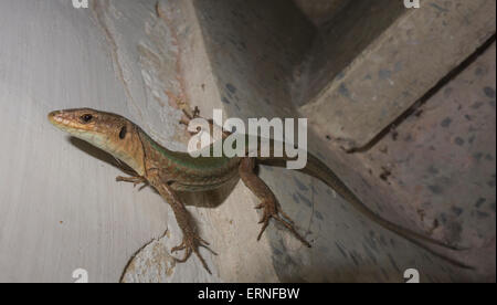 Il Maltese lucertola muraiola o Filfola Lizard, Podarcis filfolensis, trovata solo in Malta e le isole circostanti. Foto Stock