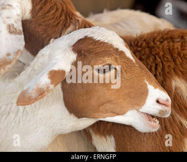 Close-up del volto del giovane marrone e bianco capretto con le orecchie lunghe in agriturismo in Australia Foto Stock