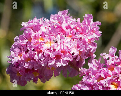 Cluster di grandi dimensioni di rosa luminoso fiori di Tabebuia impetiginosa, rosa tromba albero, contro sfondo verde chiaro in Australia Foto Stock