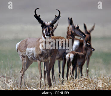 Pronghorn antelope in Carrizo Plains monumento nazionale nel sud-est della provincia di San Luis Obispo County, California. Foto Stock