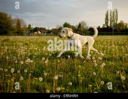 Labradoodle cane che corre attraverso un campo di tarassaco blow palle sotto il sole Foto Stock