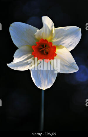 Un singolo daffodil Foto Stock