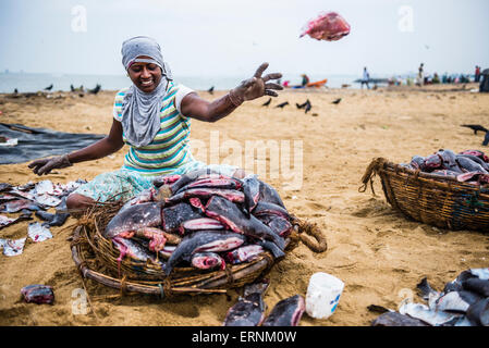 Negombo mercato del pesce (Lellama mercato del pesce), il ritratto di una donna sbudellare pesce, Negombo, sulla costa occidentale dello Sri Lanka, in Asia Foto Stock