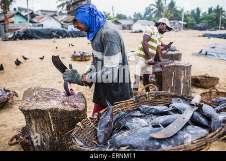 Negombo mercato del pesce (Lellama mercato del pesce), il ritratto di un uomo eviscerazione pesce, Negombo, sulla costa occidentale dello Sri Lanka, in Asia Foto Stock