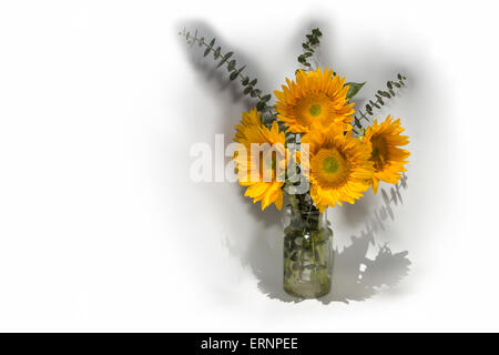 Girasole, Helianthus annuus, in un vaso con foglie di eucalipto in primavera Foto Stock