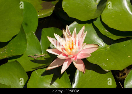 Acqua di rosa lily / lotus galleggia sulla superficie di una vasca di pesci koi in California del Sud Foto Stock