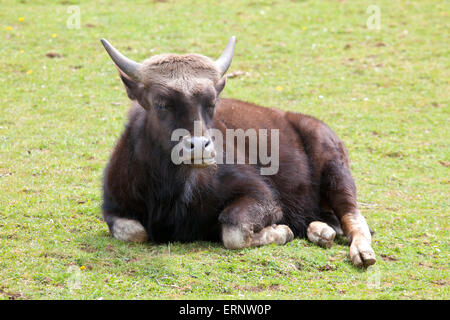 Un giovane Bisonte indiano seduto in un campo Foto Stock