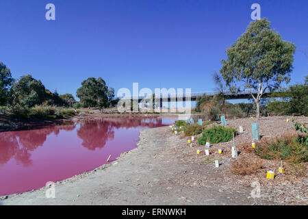 Lago Rosa, Westgate Park, Port Melbourne, Melbourne, Victoria, Australia Foto Stock