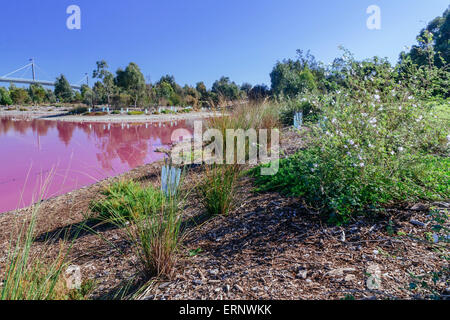 Lago Rosa, Westgate Park, Port Melbourne, Melbourne, Victoria, Australia Foto Stock