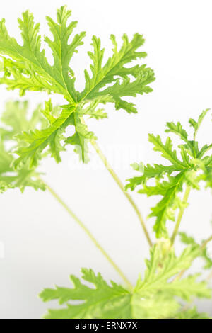 Tutti naturali di piante di citronella repellenti per zanzare lascia Foto Stock