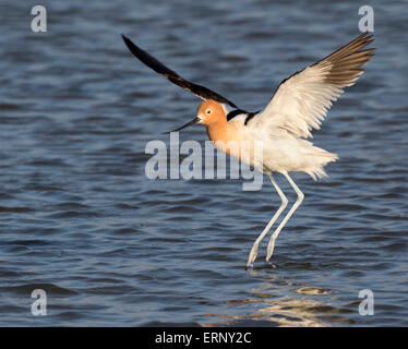 American avocet (Recurvirostra americana) lo sbarco in una palude di marea, Galveston, Texas, Stati Uniti d'America. Foto Stock