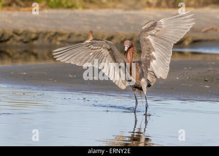 Reddish garzetta (Egretta rufescens) caccia nella palude di marea, Galveston, Texas, Stati Uniti d'America. Foto Stock