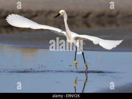 Snowy garzetta (Egretta thuja) caccia nella palude di marea, Galveston, Texas, Stati Uniti d'America. Foto Stock