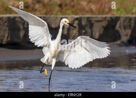 Snowy garzetta (Egretta thuja) caccia nella palude di marea, Galveston, Texas, Stati Uniti d'America. Foto Stock