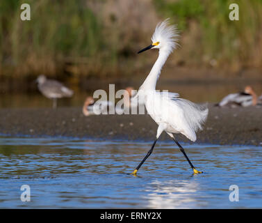 Snowy garzetta (Egretta thuja) in allevamento piumaggio guadare in acque poco profonde della palude di marea, Galveston, Texas, Stati Uniti d'America. Foto Stock