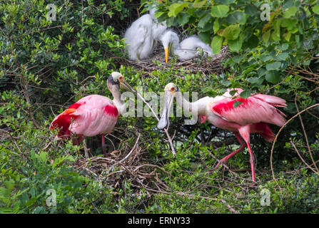 Una coppia di roseate spatole (Platalea ajaja) edificio nido a rookery, Alta Isola, Texas, Stati Uniti d'America. Foto Stock