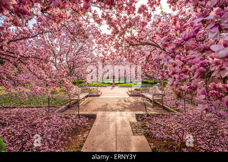 Washington DC, Stati Uniti d'America spring garden vicino al National Mall durante la stagione primaverile. Foto Stock