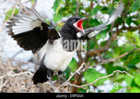 Un black-fatturati gazza neonata (Pica hudsonia) grida per il cibo verso un vicino genitore, Western Montana Foto Stock