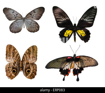 Farfalle multicolori su uno sfondo bianco isolato Foto Stock