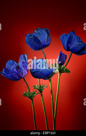 19,69 x 29.63 cm. 2325px 3500px 300ppi bella immagine dei papaveri blu nel mezzo di uno sfondo rosso con bordi oscurato Foto Stock