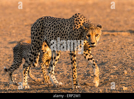 Ghepardo femmina adulta e cub (Acinonyx jubatus) passeggiate Malilangwe Riserva Naturale dello Zimbabwe Africa Foto Stock