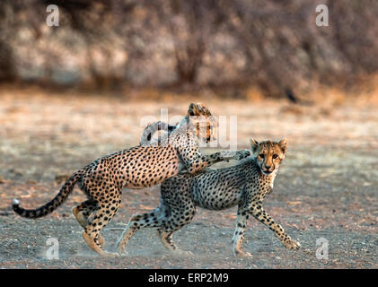 Cuccioli di ghepardo (Acinonyx jubatus) giocando Malilangwe Riserva Naturale dello Zimbabwe Africa Foto Stock
