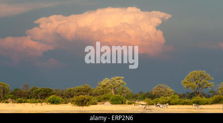 Parco Nazionale di Hwange Zimbabwe Africa Foto Stock