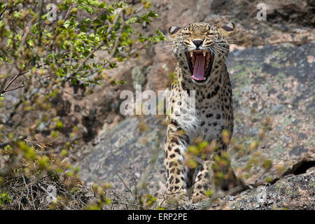 Leopardo persiano. Foto Stock