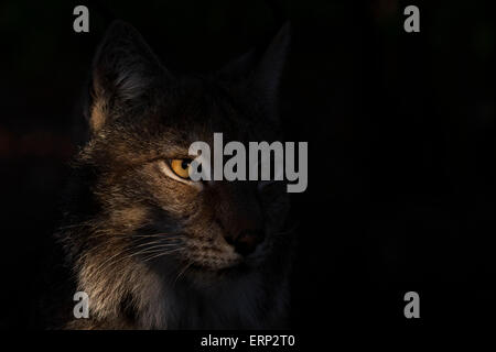 Ritratto di una lince euroasiatica in inizio di mattina di sole Foto Stock