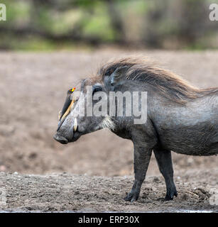 Warthog comune (Phacochoerus africanus) portante rosso-fatturati oxpecker (Buphagus erythrorhynchus) Riserva Malilangwe Zimbabwe Foto Stock